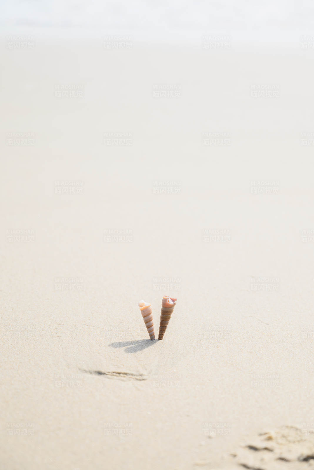 沙滩上的贝壳图片