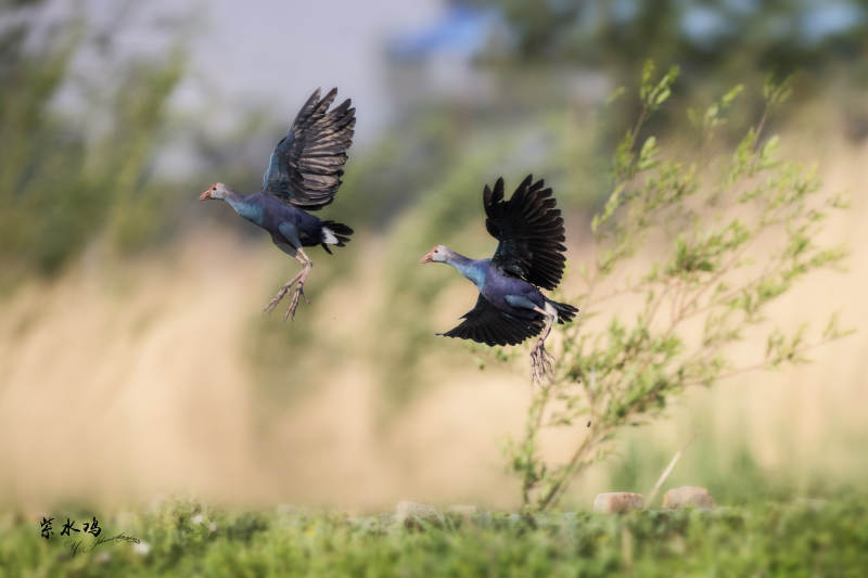 紫水鸡展翅高飞图片