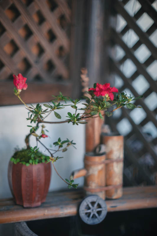 红花绿叶 古风雅韵图片