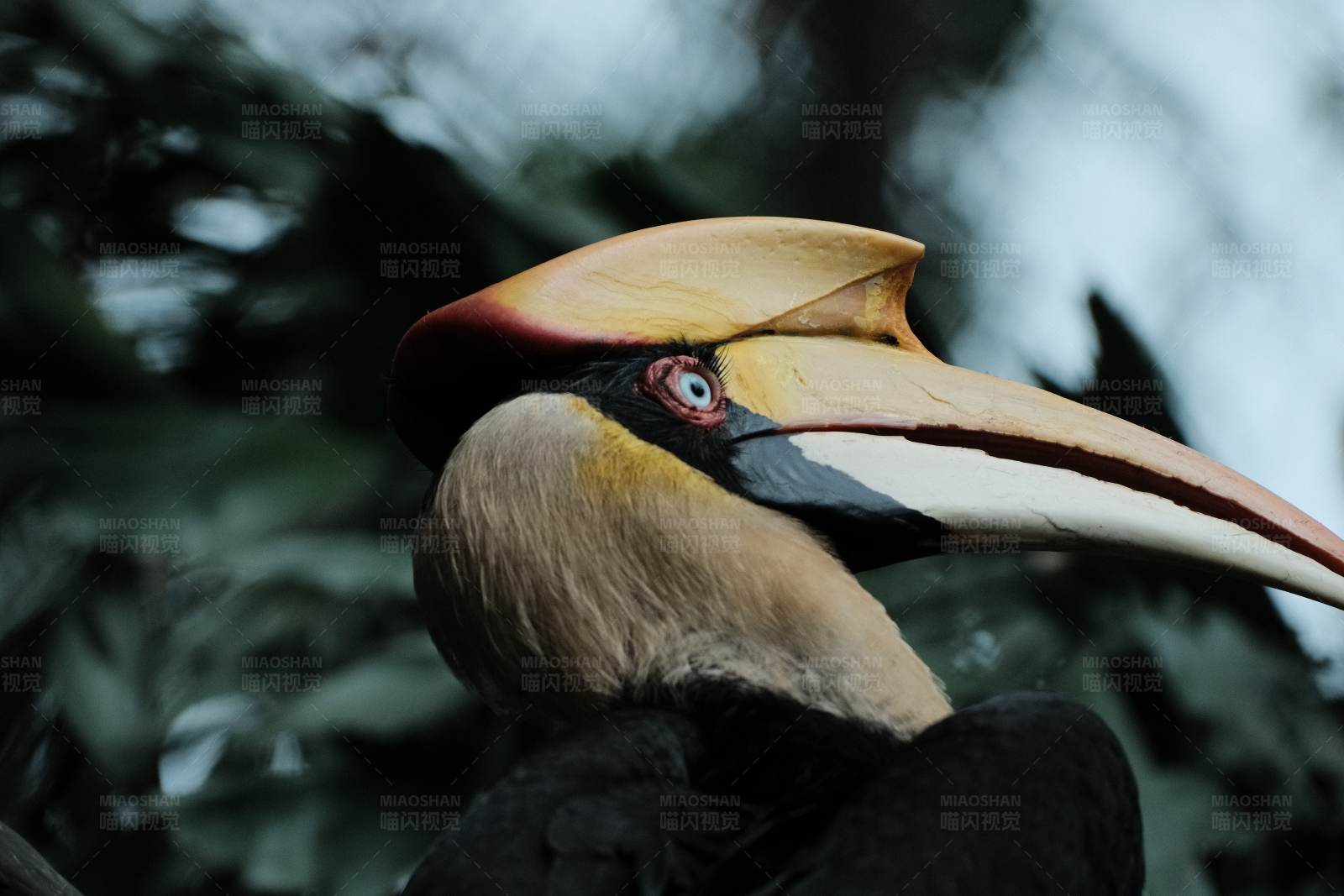热带雨林中的大犀鸟图片