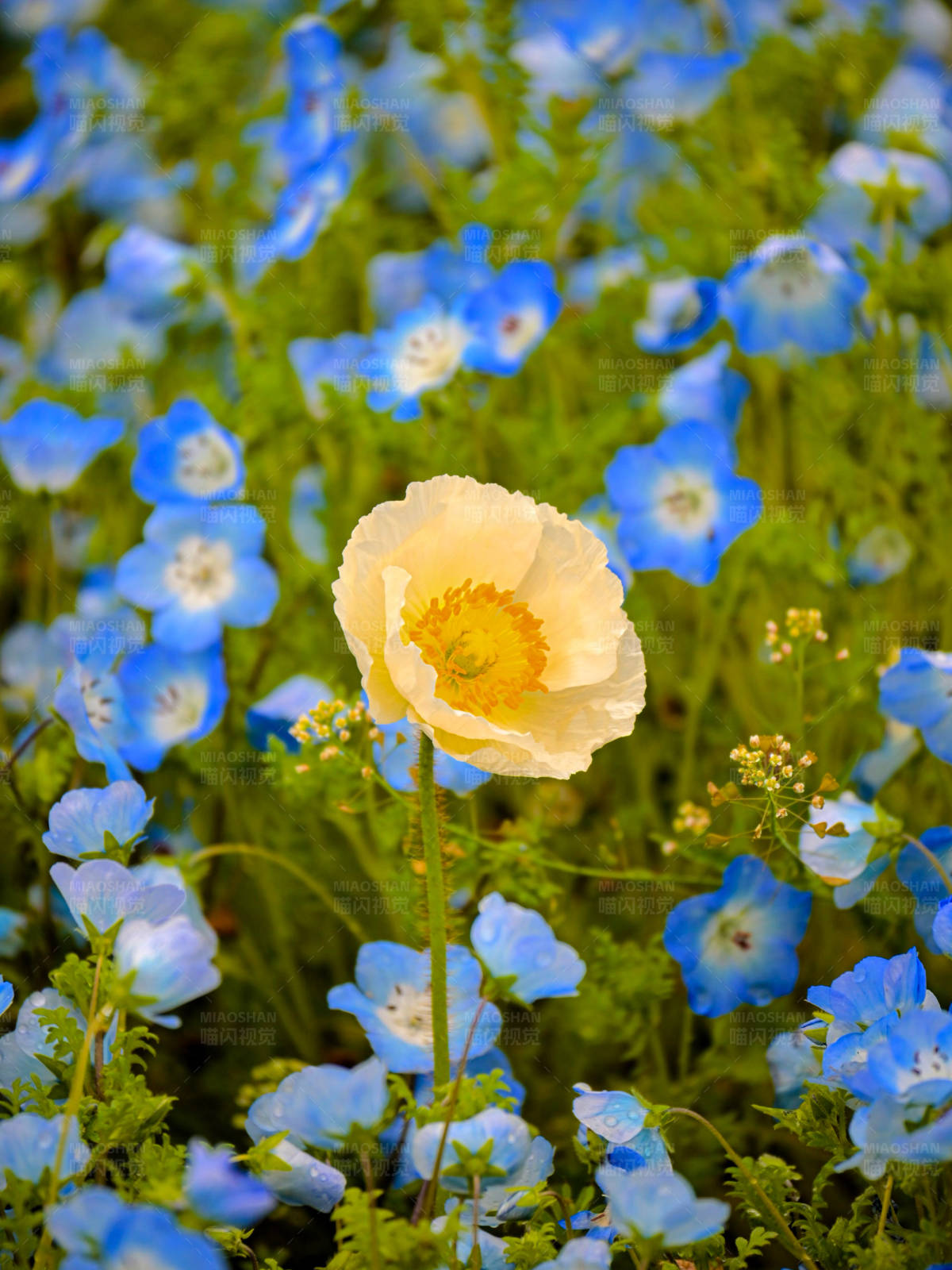 黄色花朵与蓝色花海图片