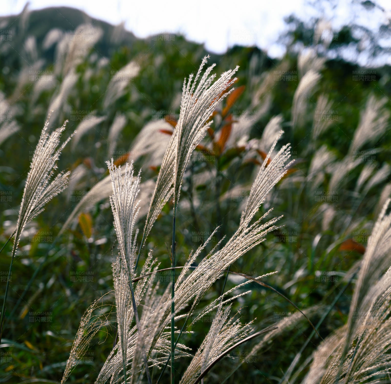 秋日芦苇随风摇曳图片