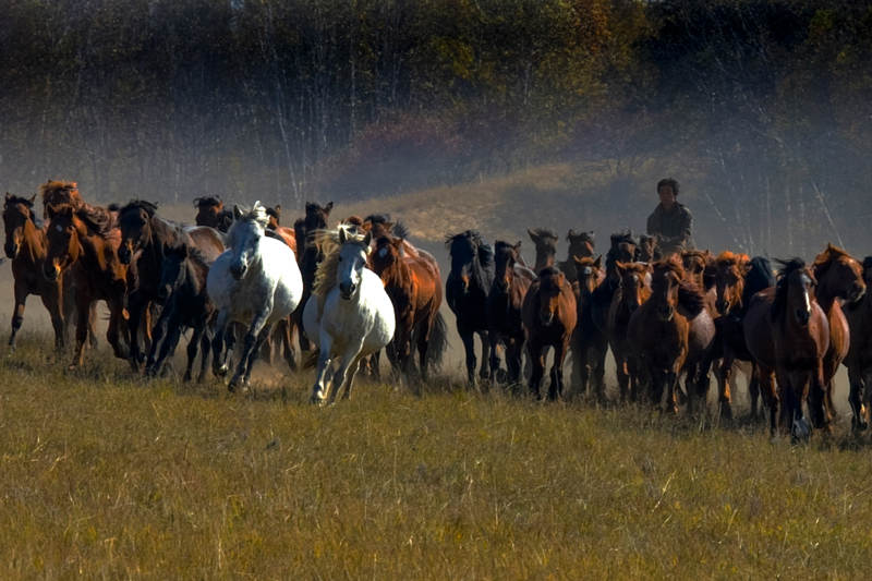 驰骋的马群图片