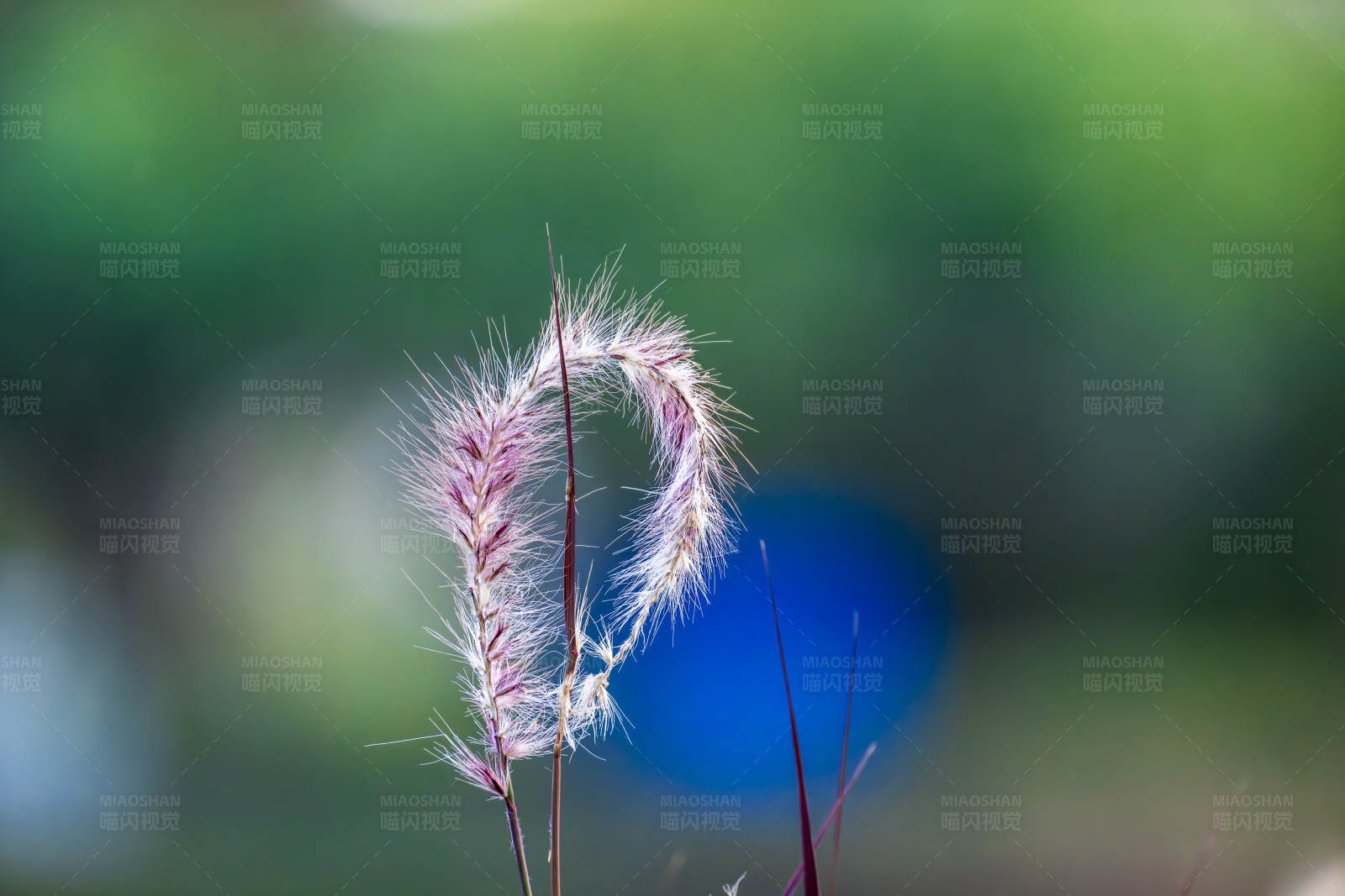 风中的狗尾巴草图片