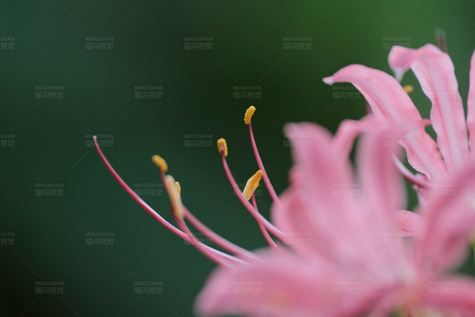 粉色花朵的特写镜头图片