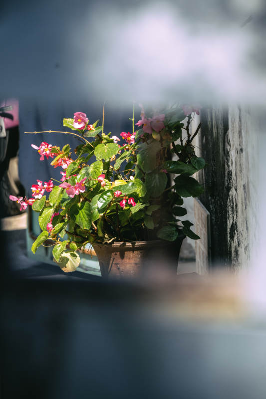 窗边的花盆图片