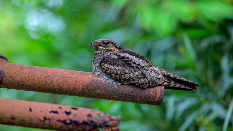 锈管上的伪装鸟图片