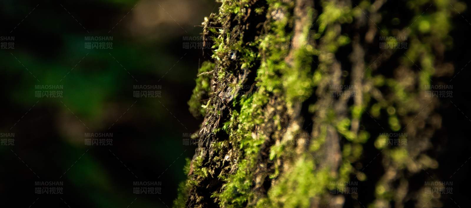 苔藓覆盖的树干特写图片