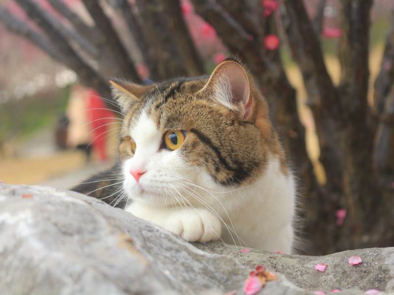 猫咪赏花图片