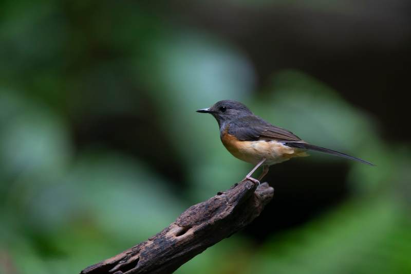 白腰鹊鸲栖息记图片