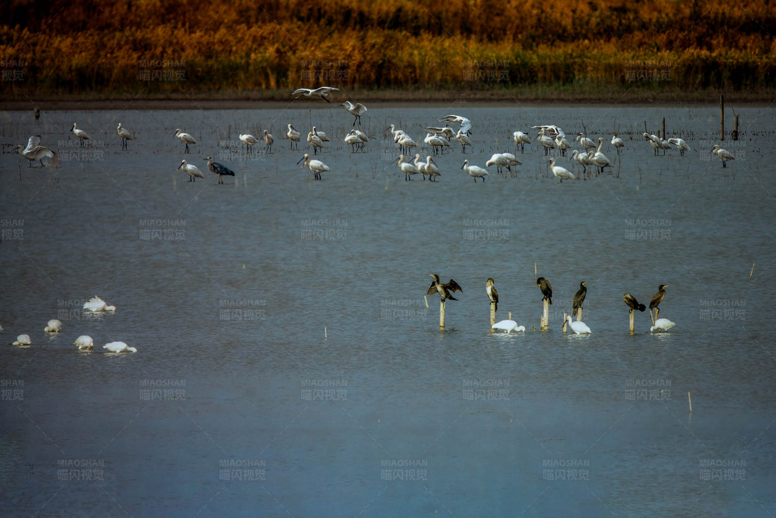 湿地上的鸟类聚会图片