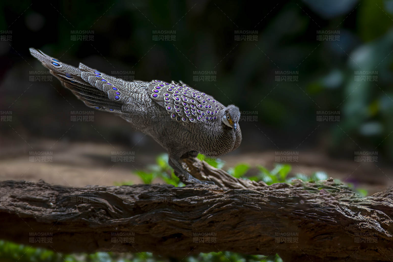 灰孔雀雉栖息记图片