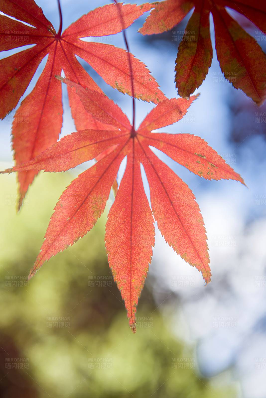 秋日红叶映蓝天图片