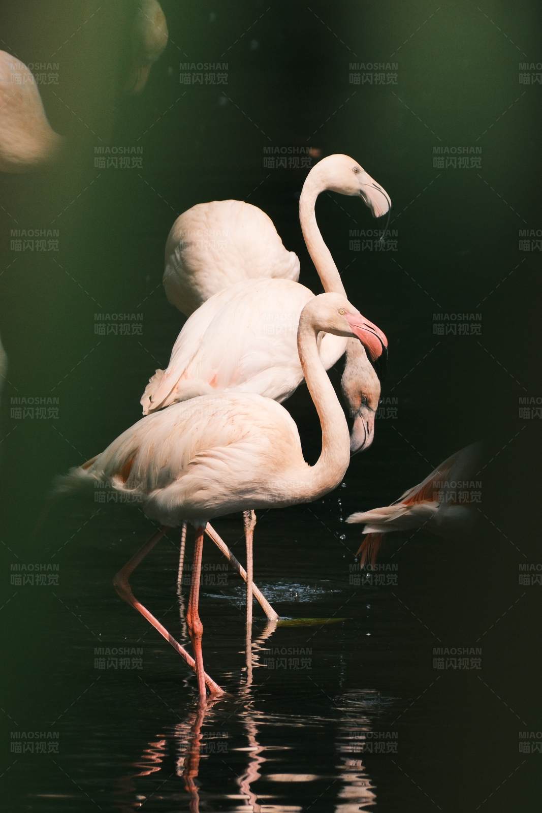 火烈鸟的优雅姿态图片