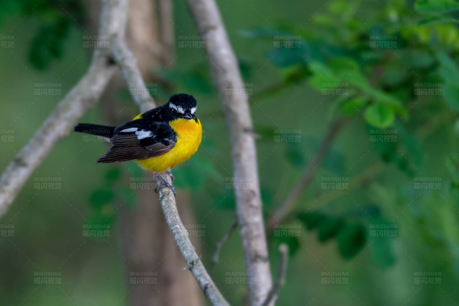 小鸟白眉姬鹟栖枝头图片