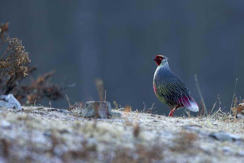 雪地上的彩色雉鸡图片