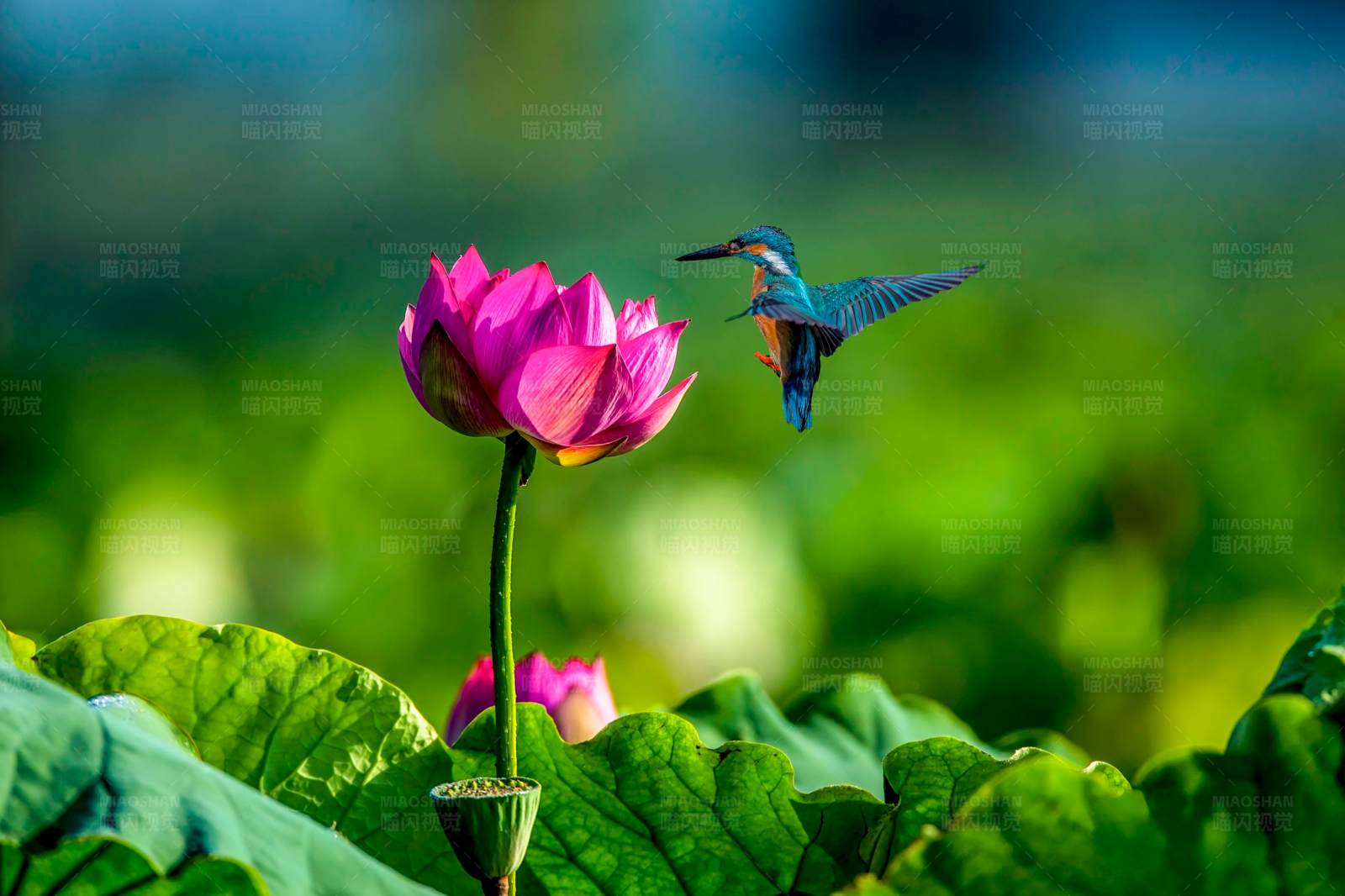 翠鸟与莲花图片