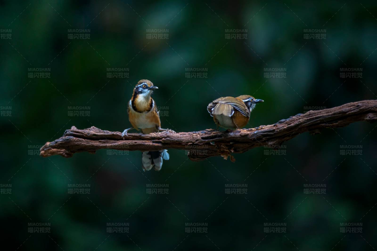 两只鸟儿栖息在树枝上图片