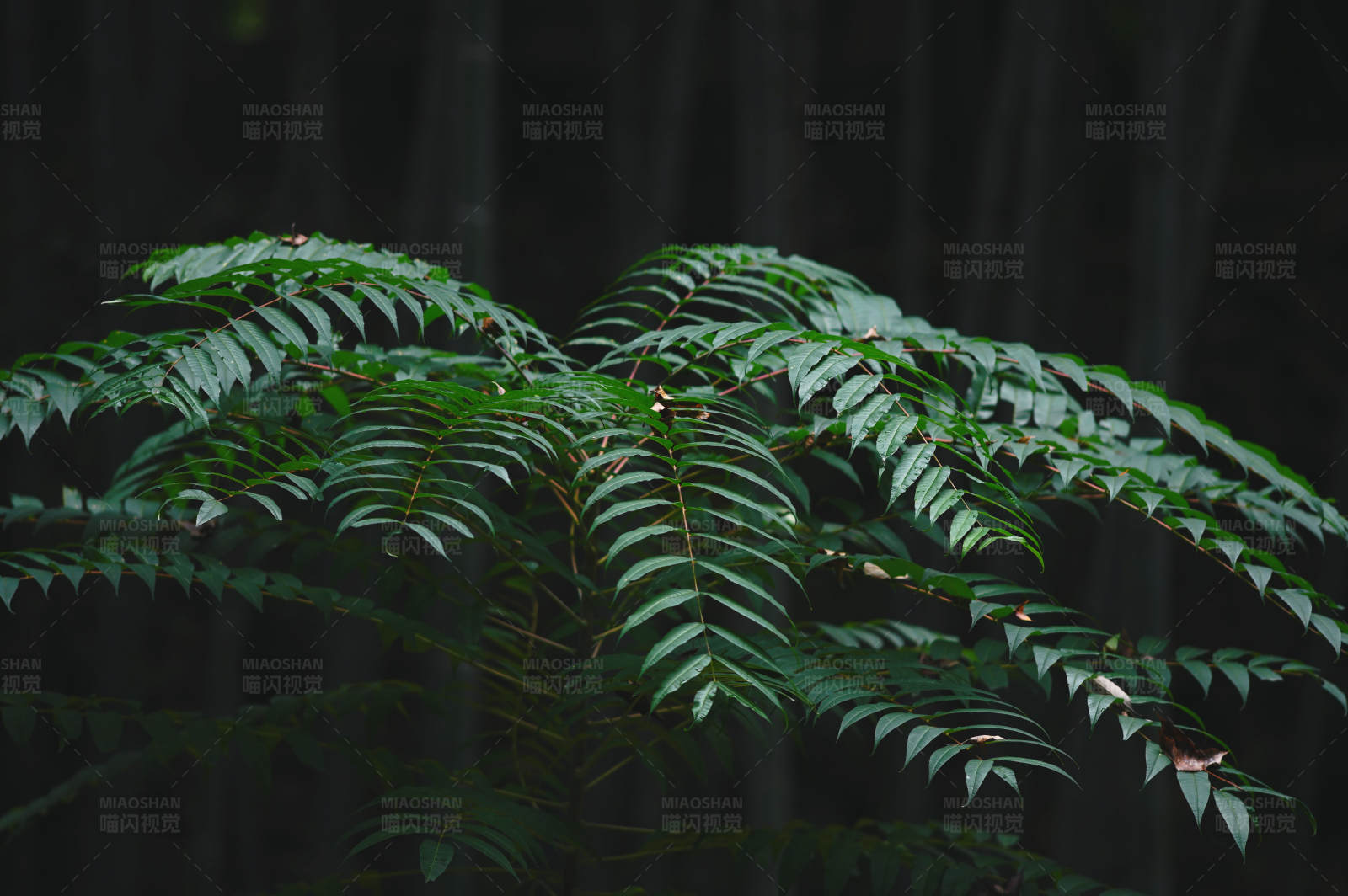 暗夜中的绿叶图片
