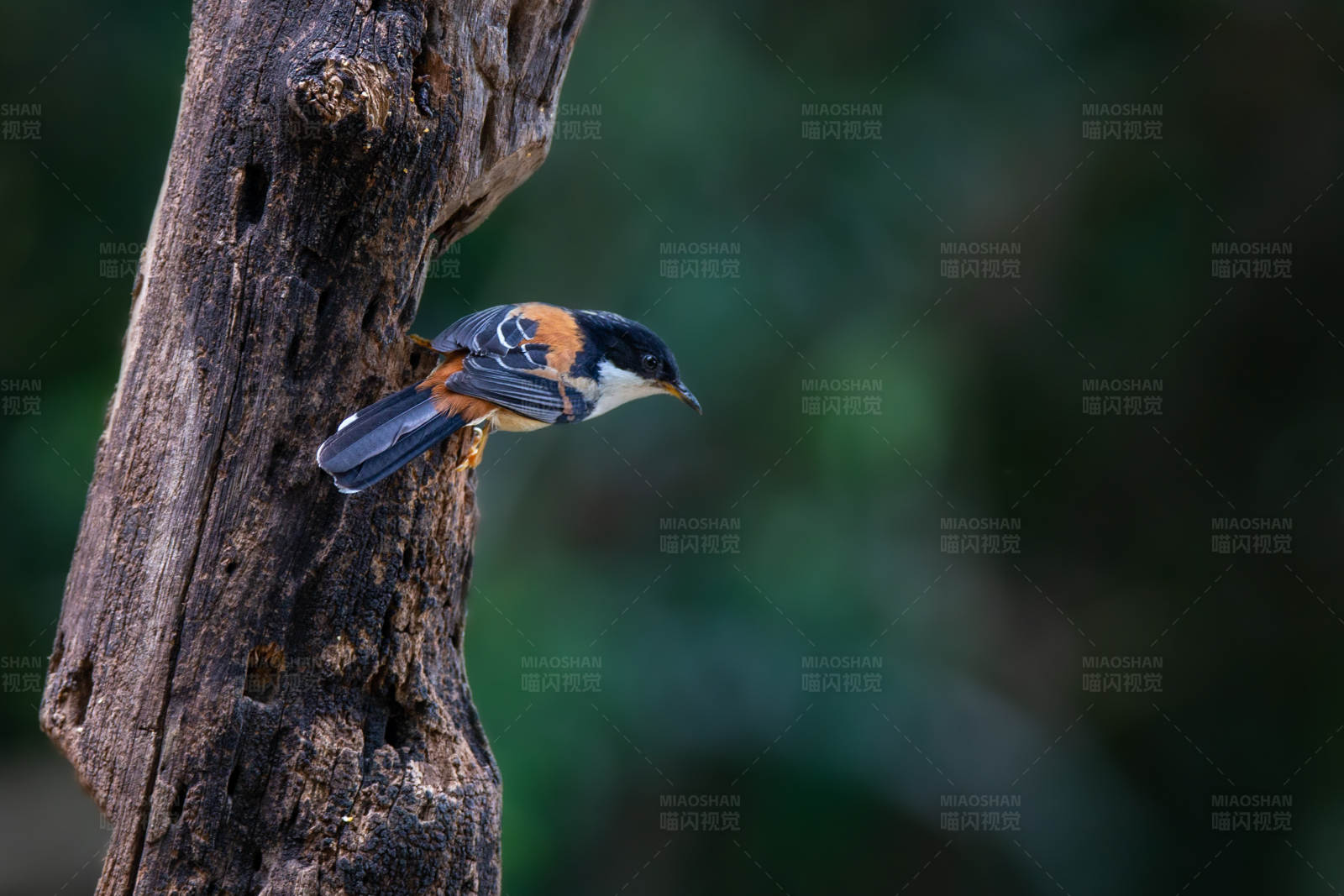 栗背奇鹛栖息在树干上图片