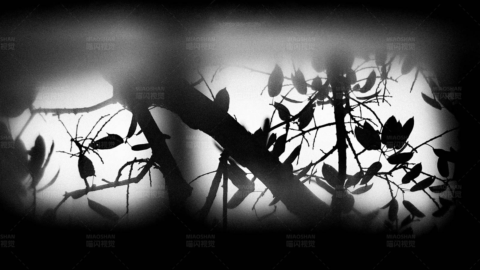 树枝剪影图片