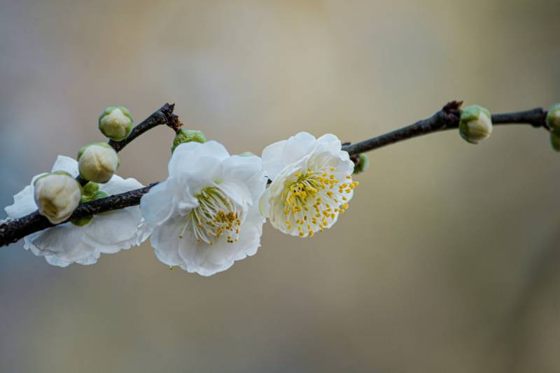 春日白梅绽放图片