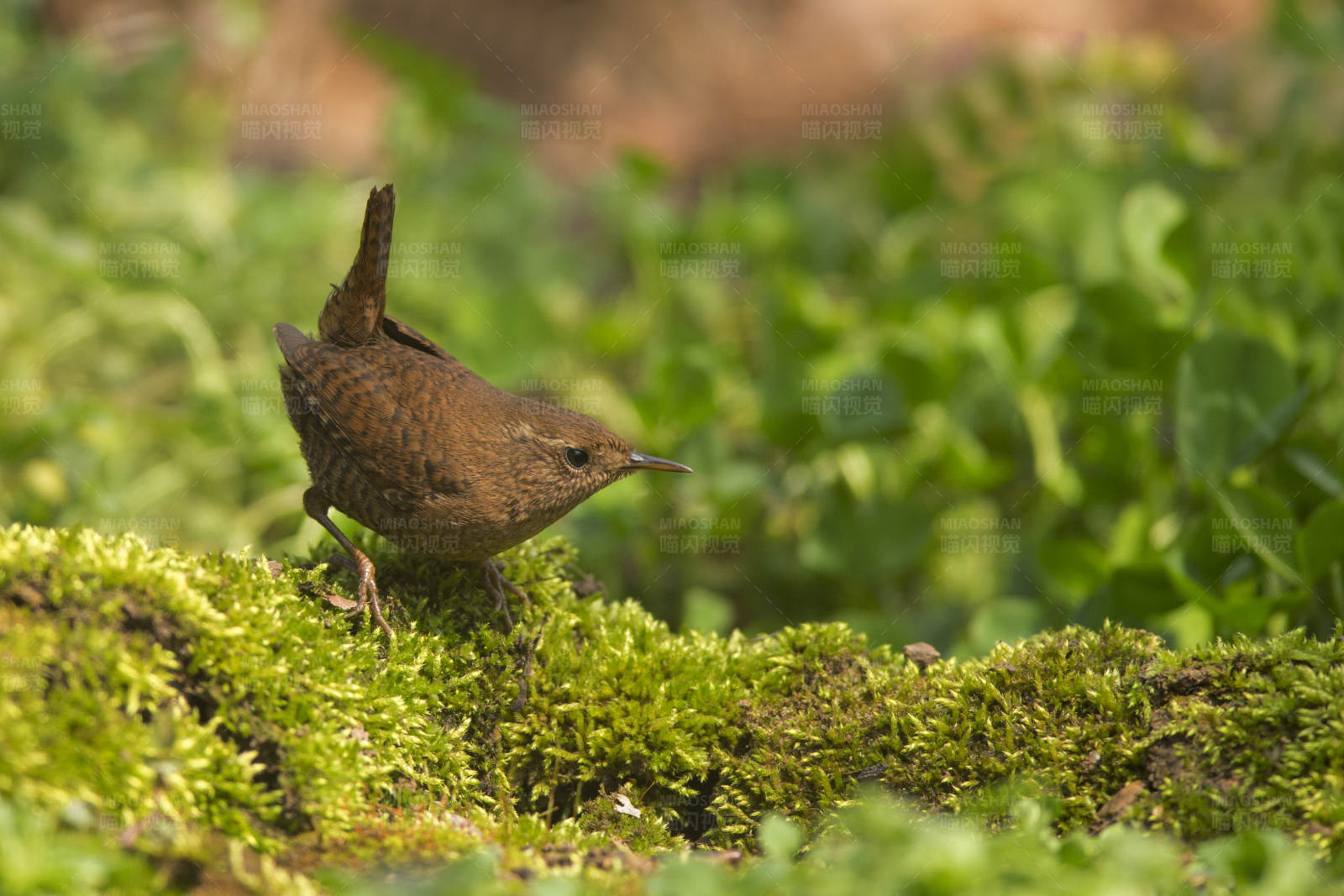 林间苔藓上的鹪鹩图片