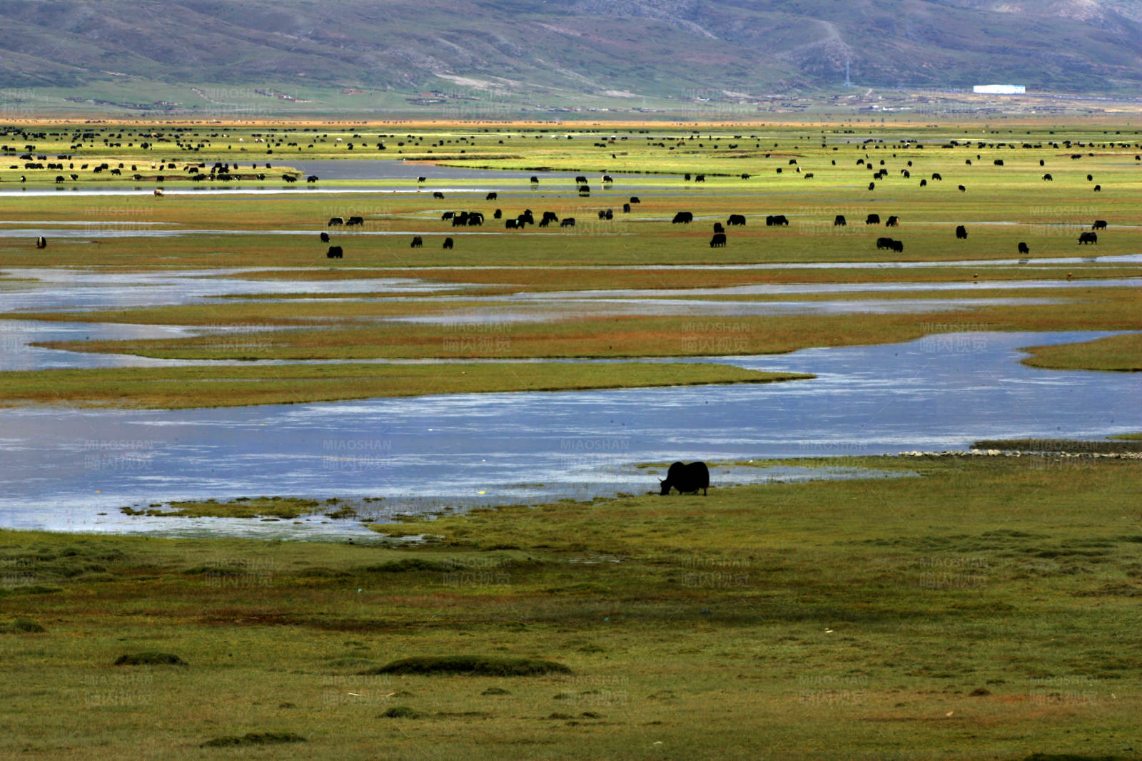 草原水乡 牛群悠游图片
