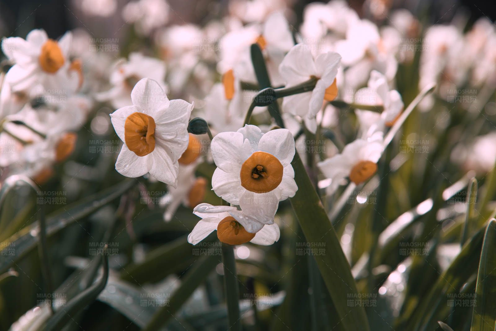白色水仙花的春天图片