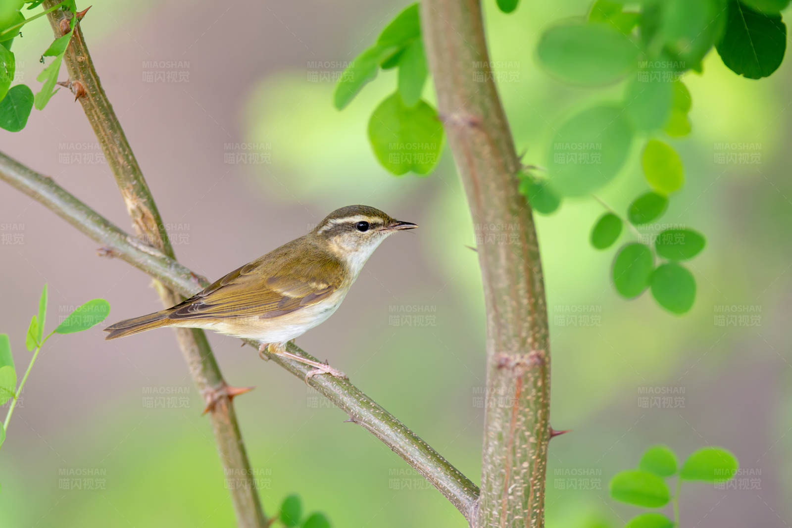 极北柳莺栖息在绿叶间图片