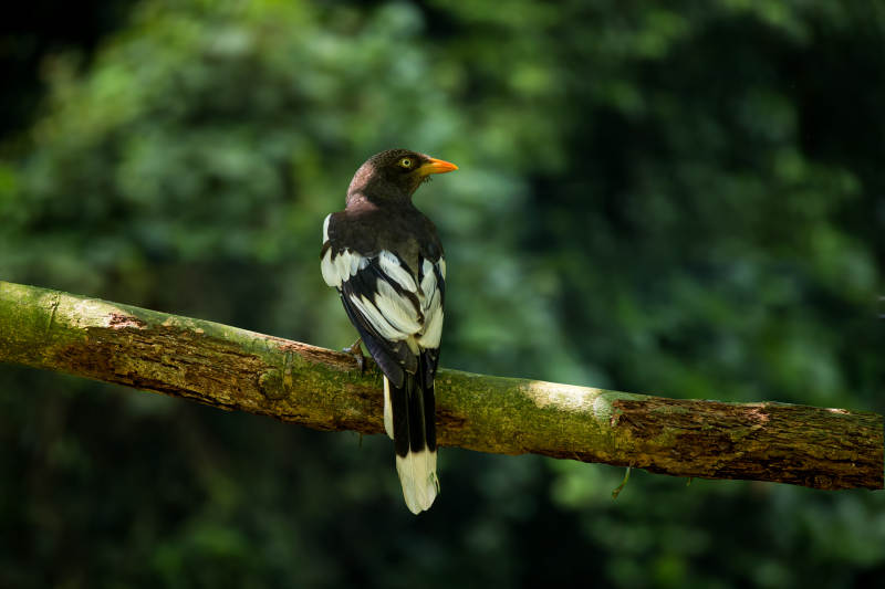 白翅蓝鹊静歇栖枝图片
