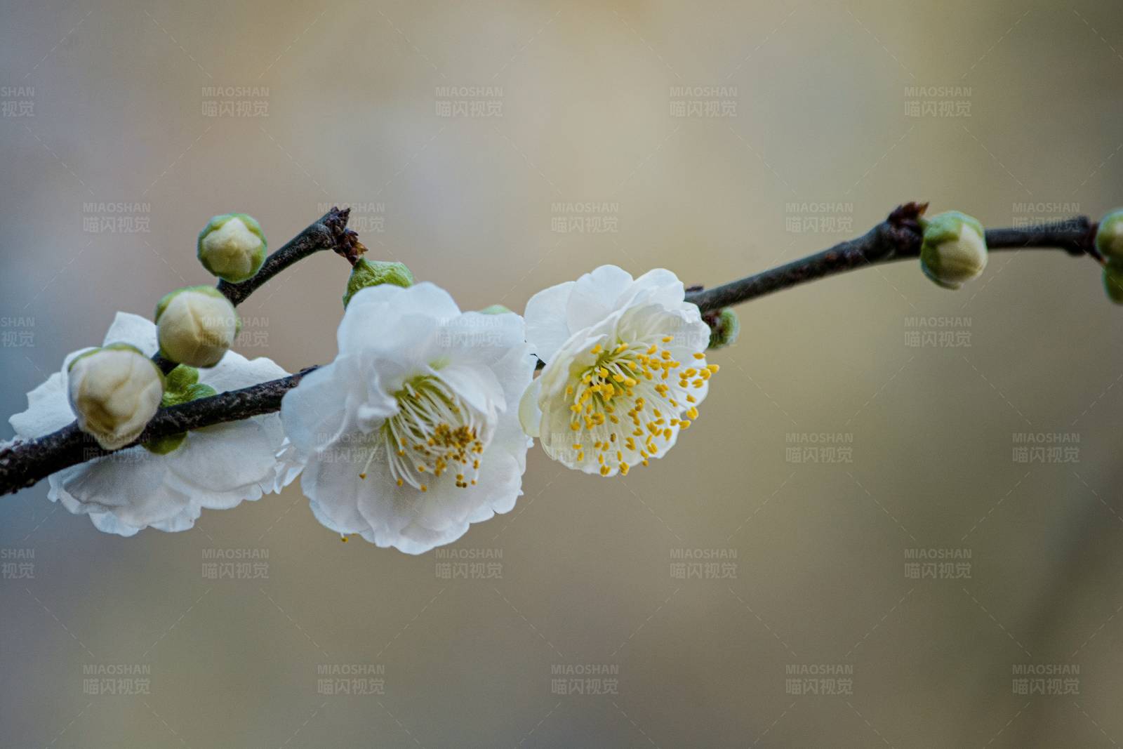 春日白梅绽放图片