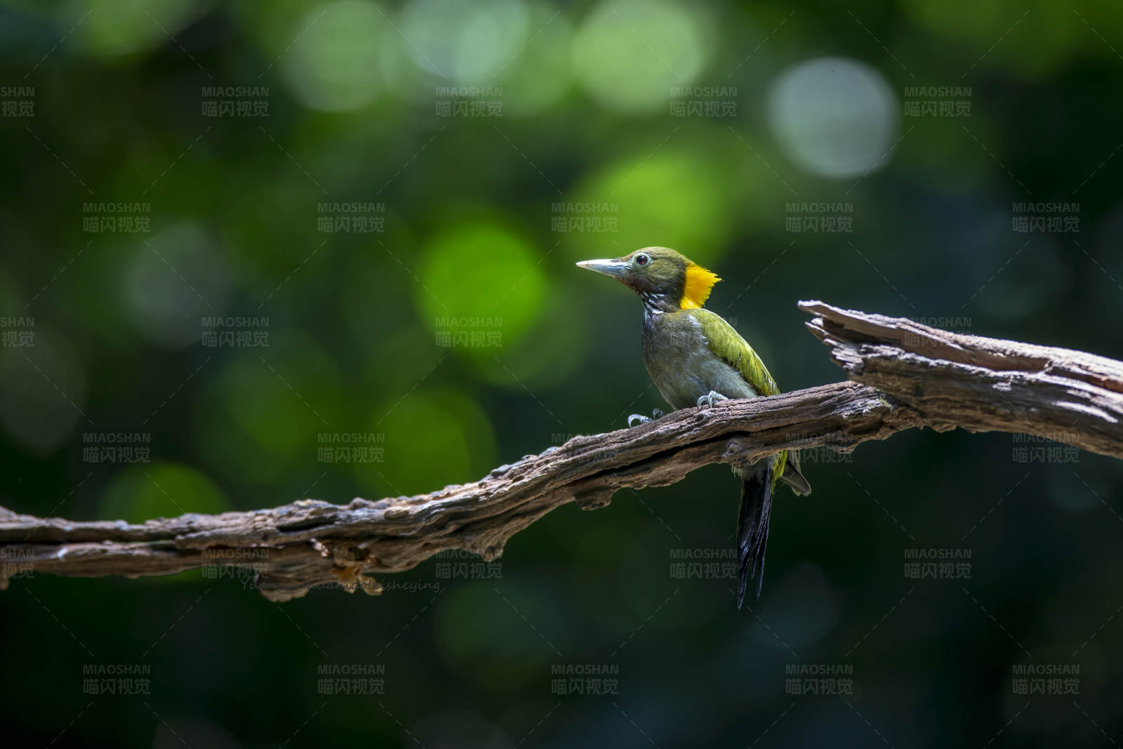 黄冠啄木鸟栖枝头图片