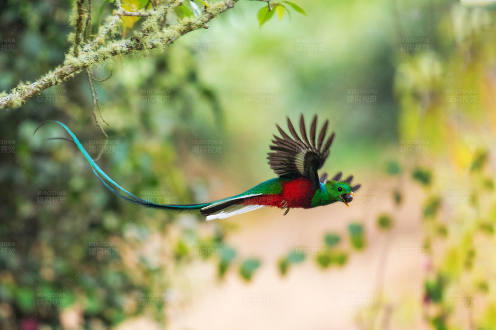 凤尾绿咬鹃图片