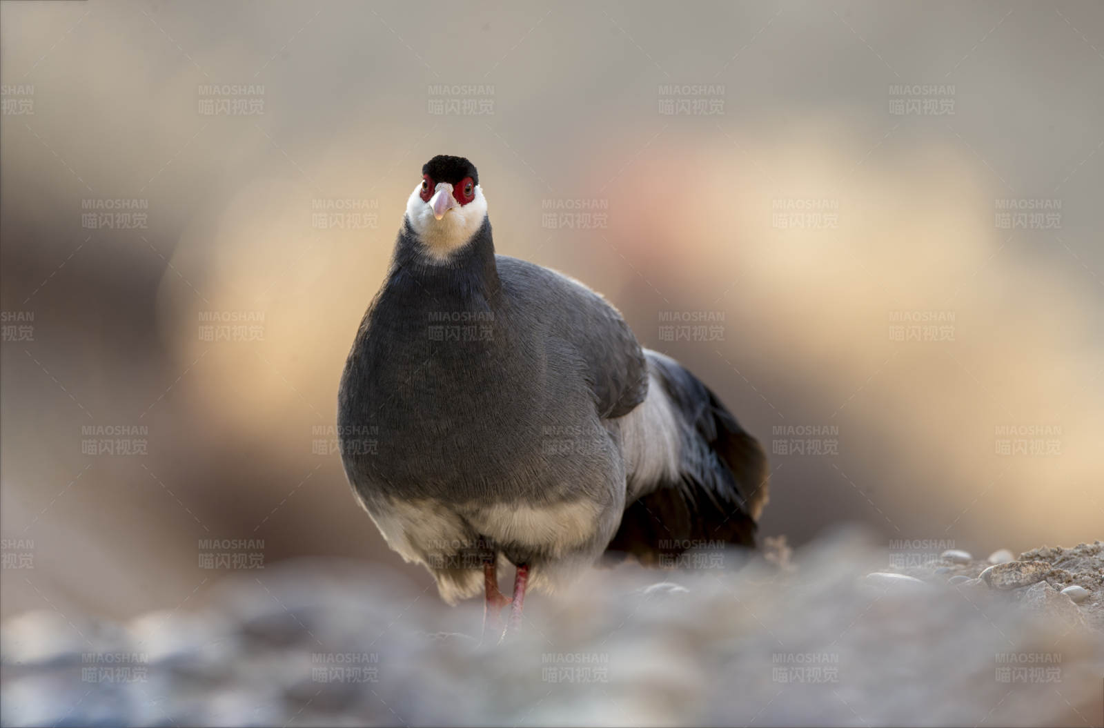 藏马鸡的凝视图片