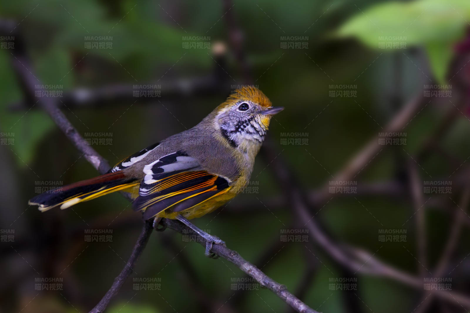 彩色羽毛的斑喉希鹛图片