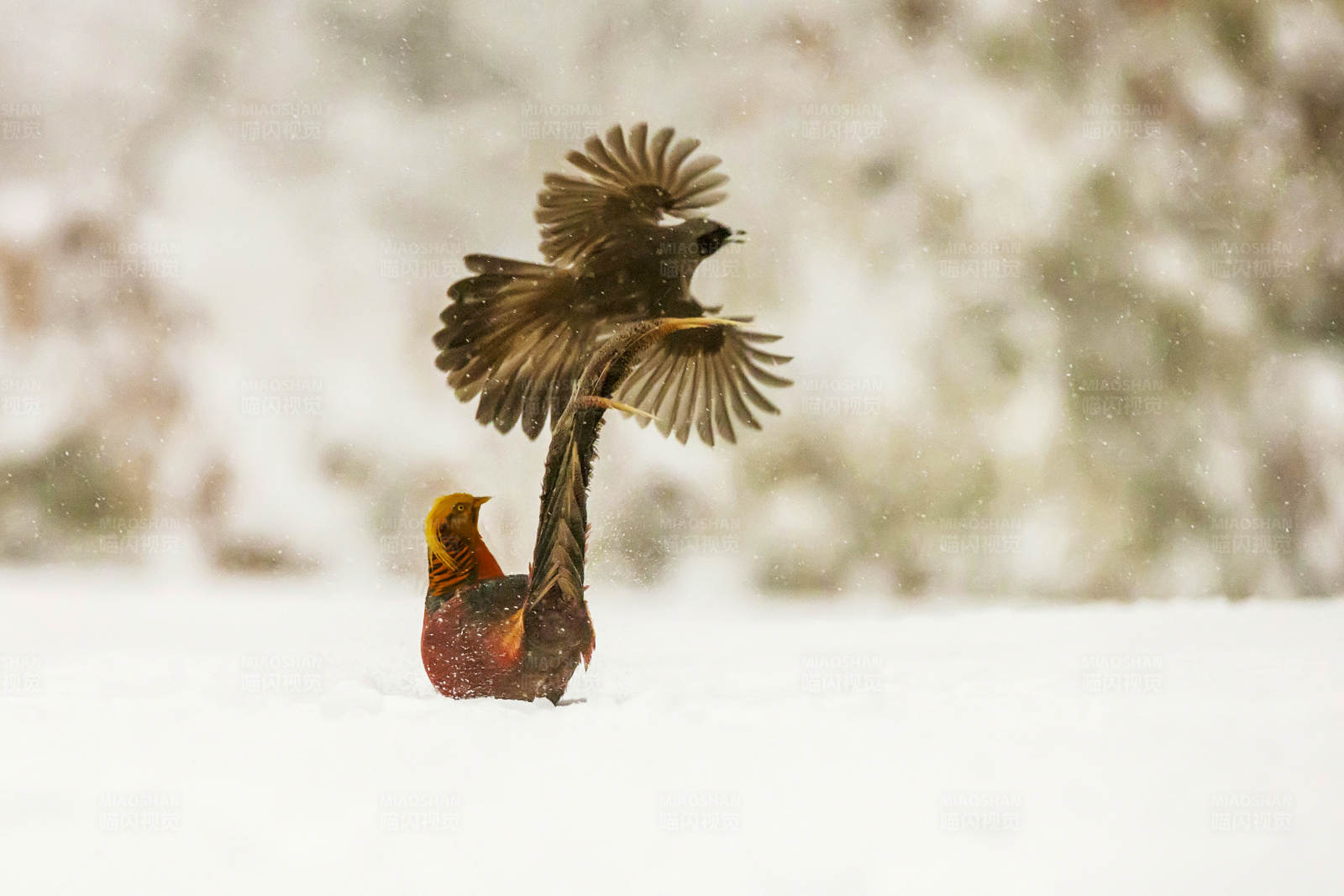 雪地上的飞翔瞬间图片