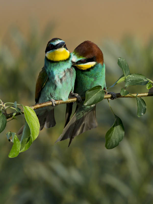 黄喉蜂虎的亲密时刻图片