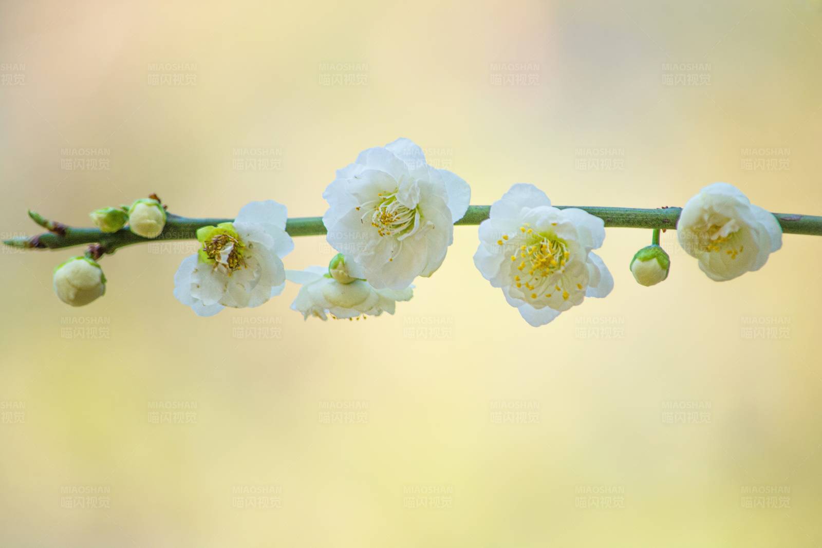 春日白梅绽放图片