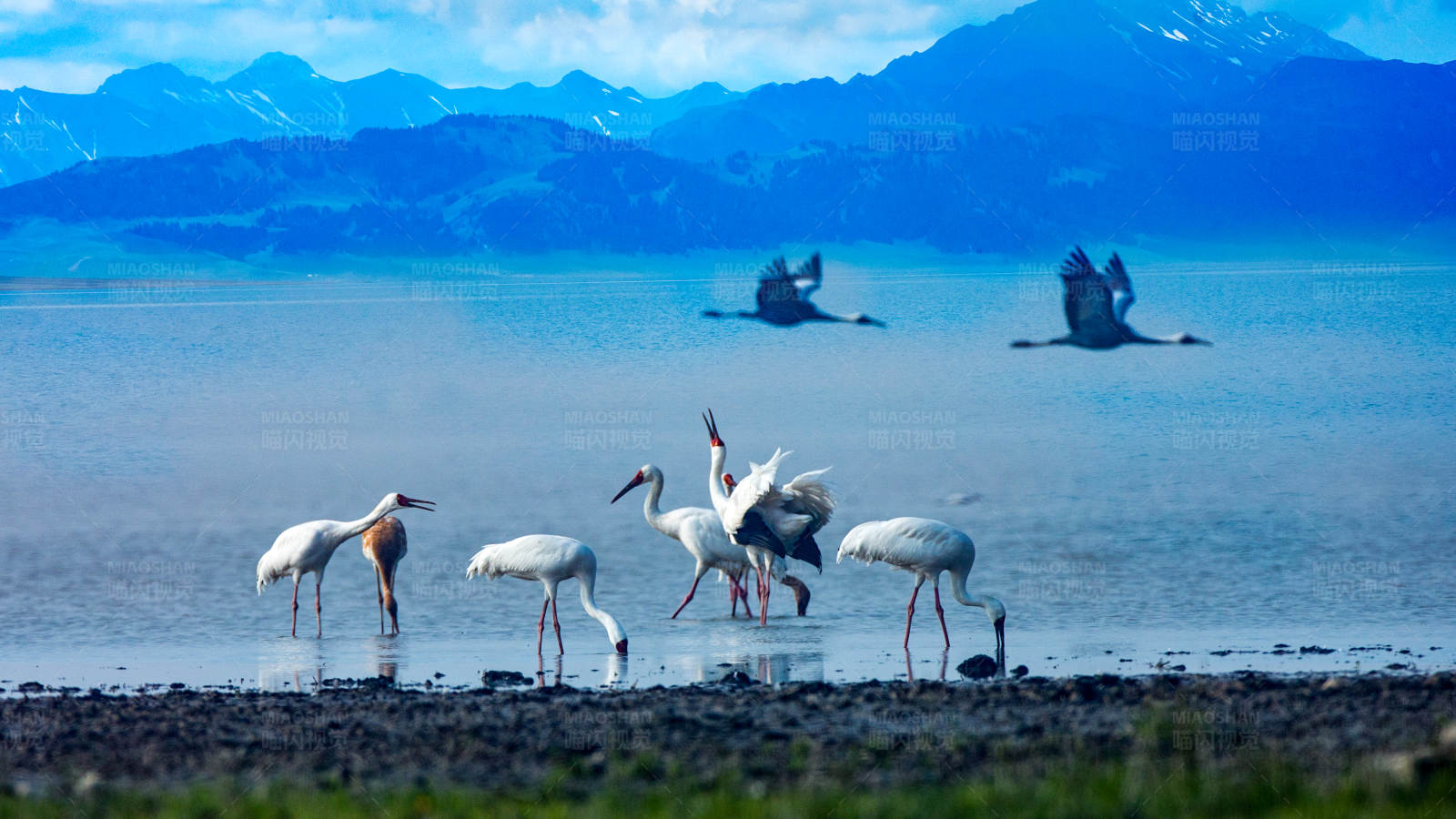 湖畔鹤群图片