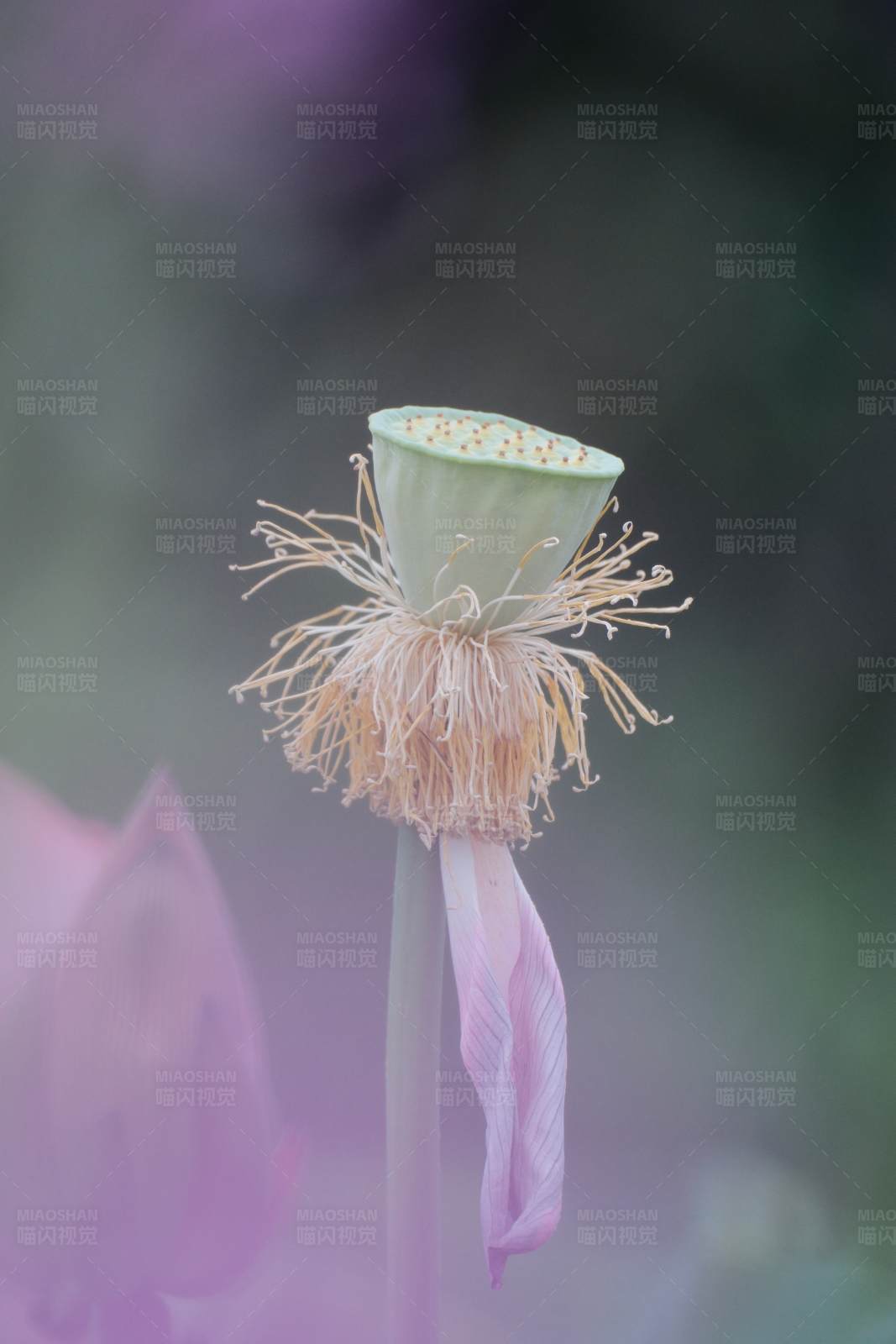 凋谢的莲花图片