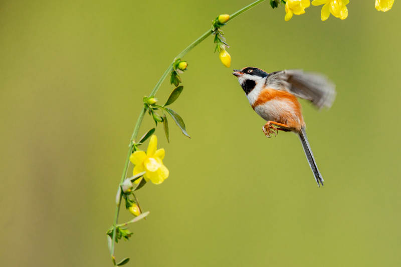 山雀与黄花共舞图片
