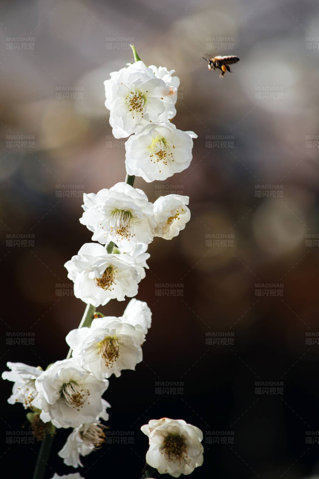 蜜蜂与梅花图片