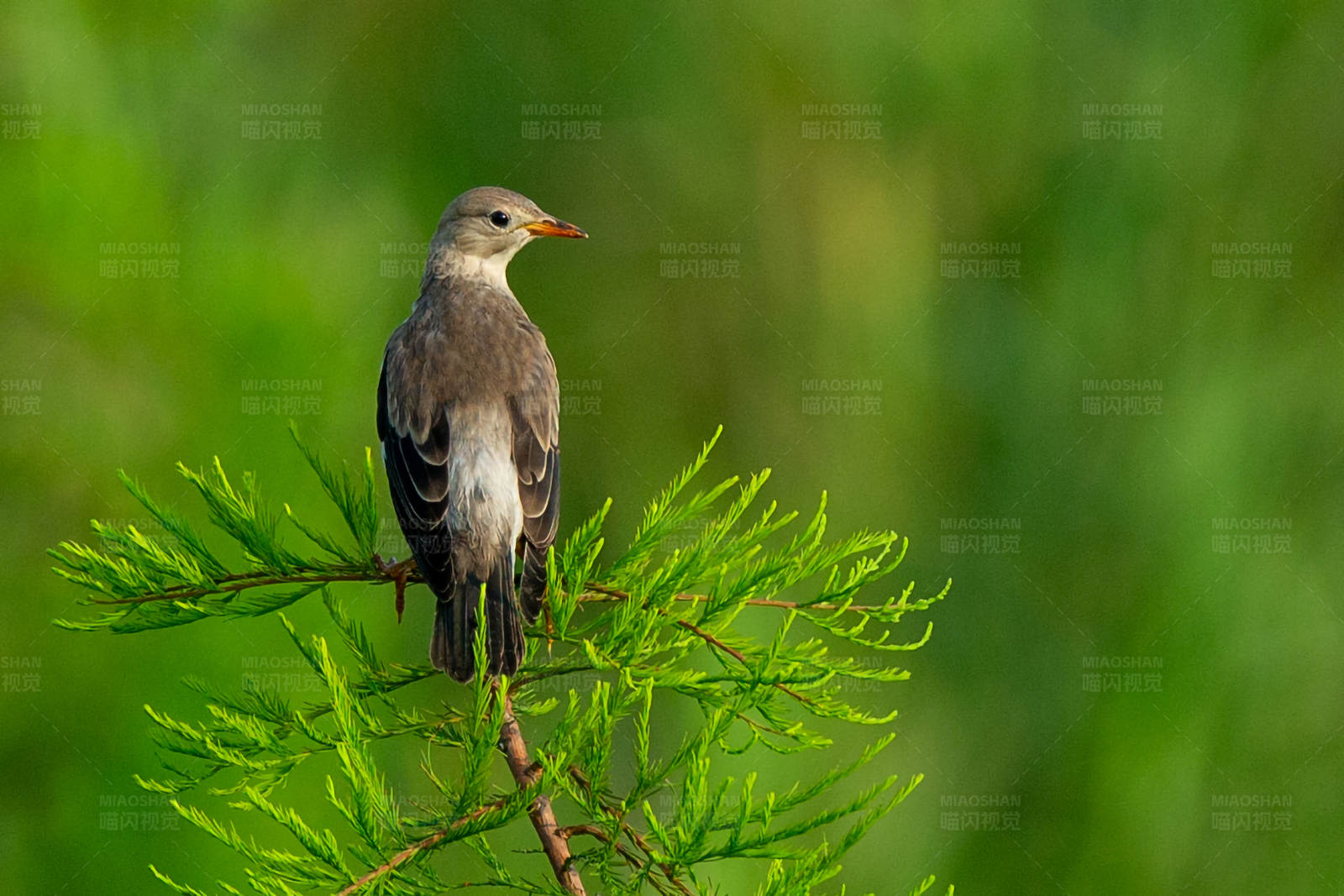 丝光椋鸟栖息在绿叶间图片