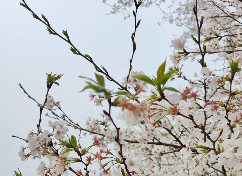 春日樱花绽放图片