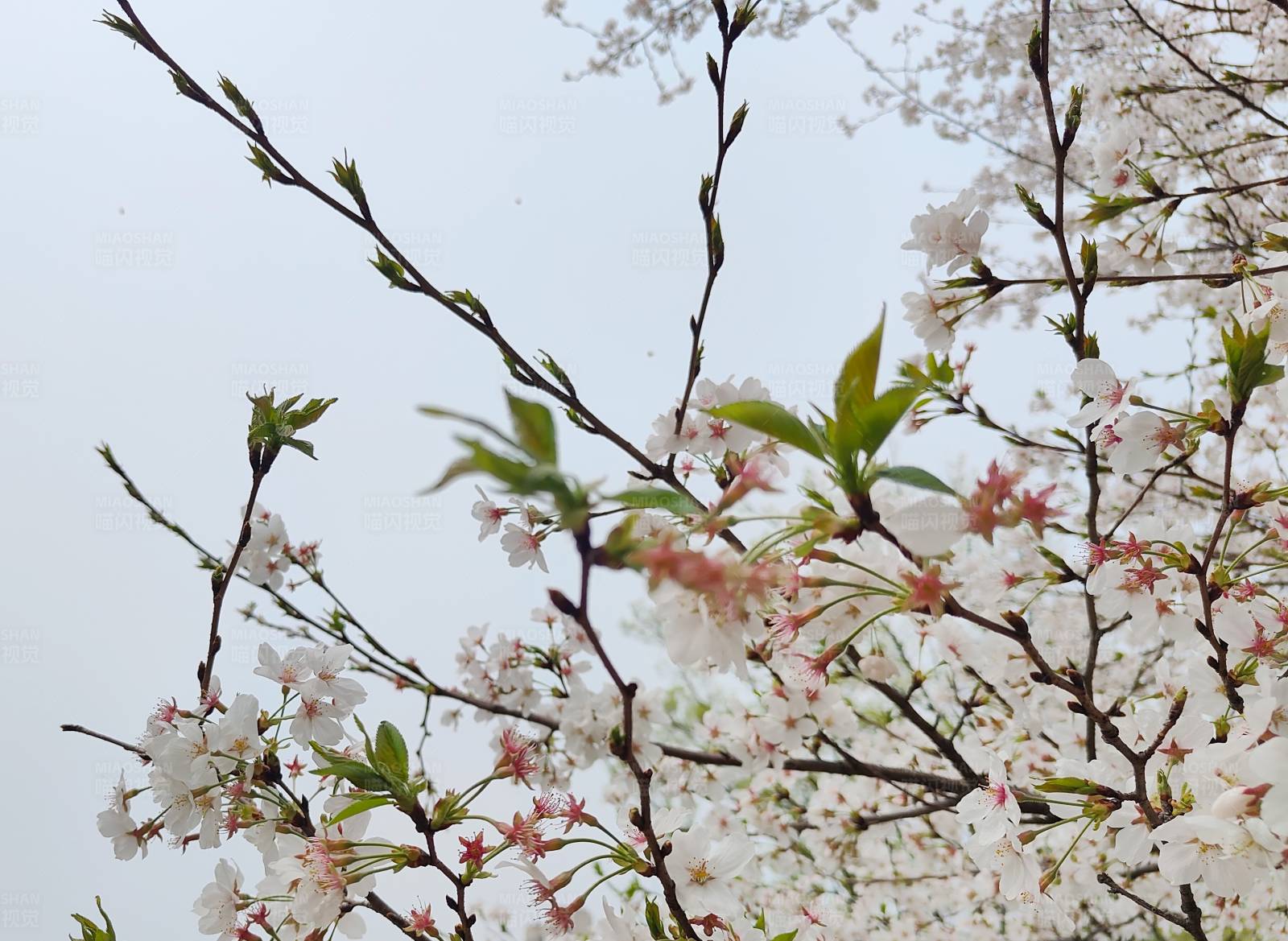 春日樱花绽放图片