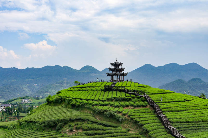 恩施伍家台茶园图片