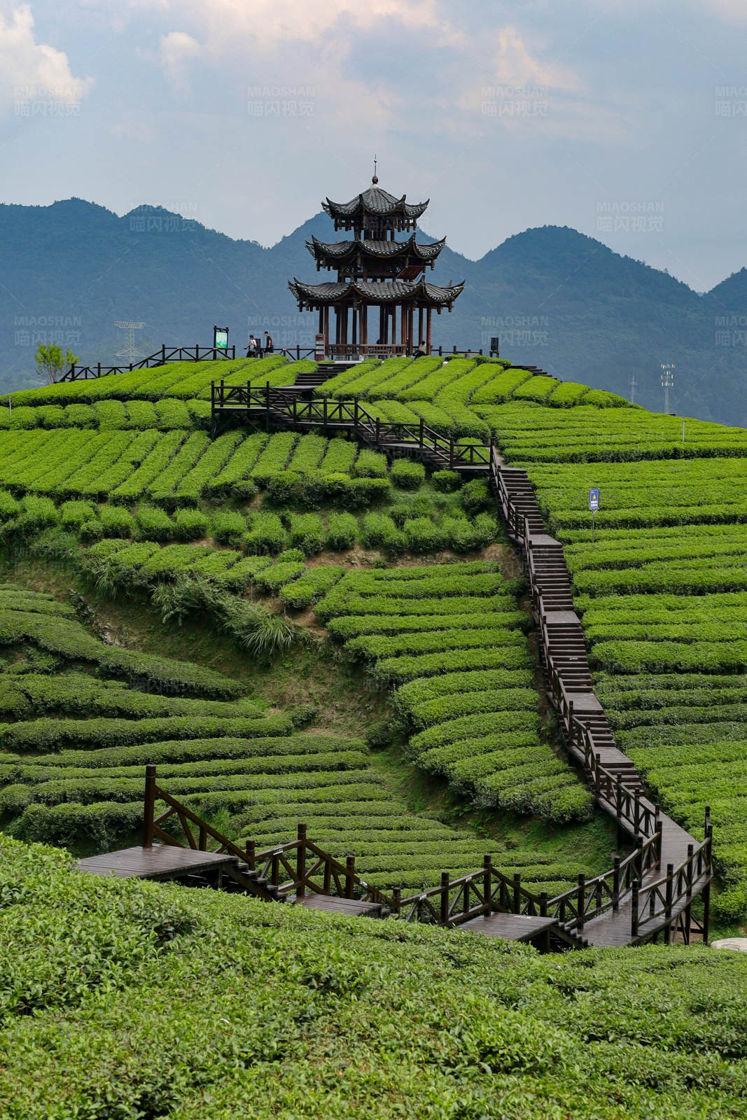 恩施伍家台茶园图片