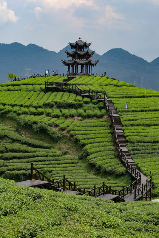 恩施伍家台茶园图片