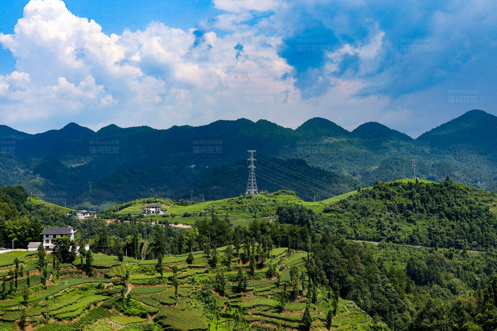恩施伍家台茶园图片
